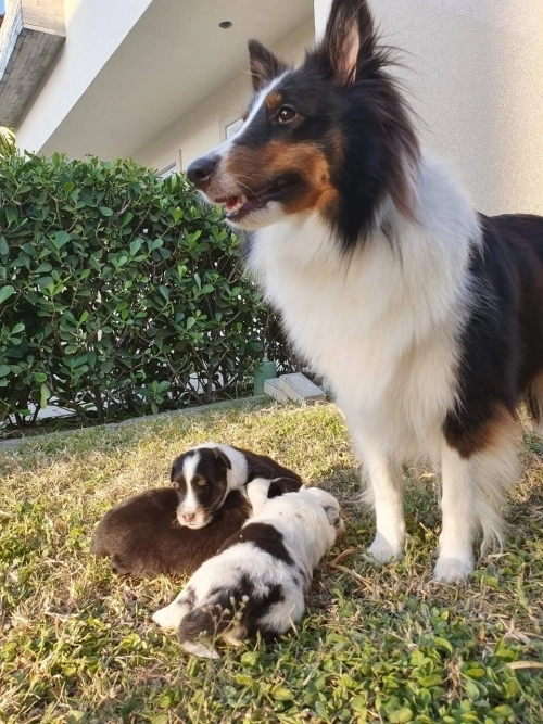 Família Sherlock Shelt